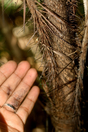  ( - BioBot01232)  @11 [ ] CreativeCommons - Attribution Non-Commercial Share-Alike (2010) Daniel H. Janzen Guanacaste Dry Forest Conservation Fund