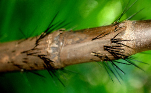  ( - BioBot01232)  @11 [ ] CreativeCommons - Attribution Non-Commercial Share-Alike (2010) Daniel H. Janzen Guanacaste Dry Forest Conservation Fund