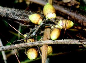  ( - BioBot01232)  @11 [ ] CreativeCommons - Attribution Non-Commercial Share-Alike (2010) Daniel H. Janzen Guanacaste Dry Forest Conservation Fund