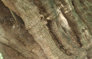  (Capparis odoratissima - BioBot01233)  @11 [ ] CreativeCommons - Attribution Non-Commercial Share-Alike (2010) Daniel H. Janzen Guanacaste Dry Forest Conservation Fund