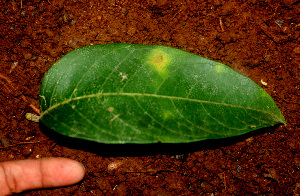  (Aegiphila cephalophora - BioBot01239)  @11 [ ] CreativeCommons - Attribution Non-Commercial Share-Alike (2010) Daniel H. Janzen Guanacaste Dry Forest Conservation Fund