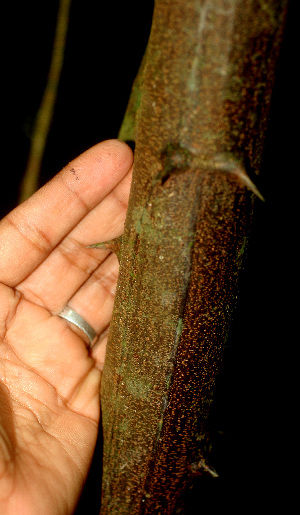  (Pithecellobium furcatum - BioBot01242)  @11 [ ] CreativeCommons - Attribution Non-Commercial Share-Alike (2010) Daniel H. Janzen Guanacaste Dry Forest Conservation Fund