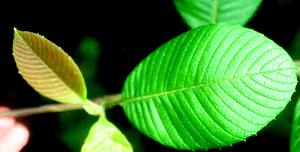  ( - BioBot01251)  @11 [ ] CreativeCommons - Attribution Non-Commercial Share-Alike (2010) Daniel H. Janzen Guanacaste Dry Forest Conservation Fund