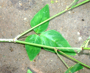  (Desmodium distortum - BioBot01257)  @11 [ ] CreativeCommons - Attribution Non-Commercial Share-Alike (2010) Daniel H. Janzen Guanacaste Dry Forest Conservation Fund