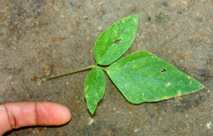  ( - BioBot01259)  @11 [ ] CreativeCommons - Attribution Non-Commercial Share-Alike (2010) Daniel H. Janzen Guanacaste Dry Forest Conservation Fund