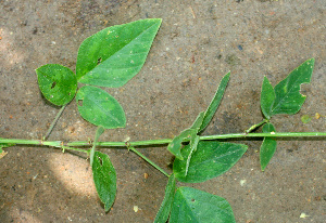  ( - BioBot01259)  @11 [ ] CreativeCommons - Attribution Non-Commercial Share-Alike (2010) Daniel H. Janzen Guanacaste Dry Forest Conservation Fund