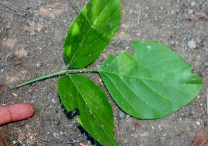  ( - BioBot01261)  @11 [ ] CreativeCommons - Attribution Non-Commercial Share-Alike (2010) Daniel H. Janzen Guanacaste Dry Forest Conservation Fund