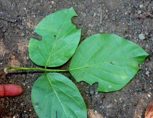  ( - BioBot01261)  @11 [ ] CreativeCommons - Attribution Non-Commercial Share-Alike (2010) Daniel H. Janzen Guanacaste Dry Forest Conservation Fund