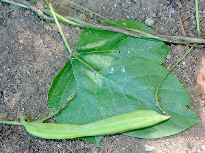  ( - BioBot01261)  @11 [ ] CreativeCommons - Attribution Non-Commercial Share-Alike (2010) Daniel H. Janzen Guanacaste Dry Forest Conservation Fund