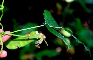  ( - BioBot01262)  @11 [ ] CreativeCommons - Attribution Non-Commercial Share-Alike (2010) Daniel H. Janzen Guanacaste Dry Forest Conservation Fund