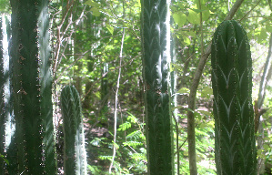  ( - BioBot01263)  @11 [ ] CreativeCommons - Attribution Non-Commercial Share-Alike (2010) Daniel H. Janzen Guanacaste Dry Forest Conservation Fund