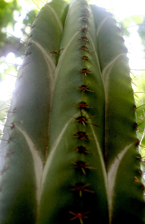  ( - BioBot01263)  @11 [ ] CreativeCommons - Attribution Non-Commercial Share-Alike (2010) Daniel H. Janzen Guanacaste Dry Forest Conservation Fund