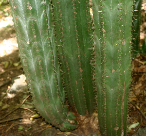  ( - BioBot01264)  @11 [ ] CreativeCommons - Attribution Non-Commercial Share-Alike (2010) Daniel H. Janzen Guanacaste Dry Forest Conservation Fund