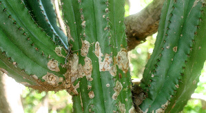  ( - BioBot01265)  @11 [ ] CreativeCommons - Attribution Non-Commercial Share-Alike (2010) Daniel H. Janzen Guanacaste Dry Forest Conservation Fund