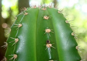  ( - BioBot01265)  @11 [ ] CreativeCommons - Attribution Non-Commercial Share-Alike (2010) Daniel H. Janzen Guanacaste Dry Forest Conservation Fund