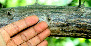  ( - BioBot01293)  @11 [ ] CreativeCommons - Attribution Non-Commercial Share-Alike (2010) Daniel H. Janzen Guanacaste Dry Forest Conservation Fund