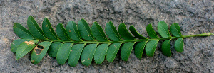  ( - BioBot01293)  @11 [ ] CreativeCommons - Attribution Non-Commercial Share-Alike (2010) Daniel H. Janzen Guanacaste Dry Forest Conservation Fund