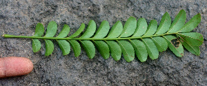  ( - BioBot01293)  @11 [ ] CreativeCommons - Attribution Non-Commercial Share-Alike (2010) Daniel H. Janzen Guanacaste Dry Forest Conservation Fund