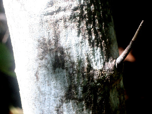  ( - BioBot01294)  @11 [ ] CreativeCommons - Attribution Non-Commercial Share-Alike (2010) Daniel H. Janzen Guanacaste Dry Forest Conservation Fund