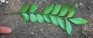  ( - BioBot01294)  @11 [ ] CreativeCommons - Attribution Non-Commercial Share-Alike (2010) Daniel H. Janzen Guanacaste Dry Forest Conservation Fund