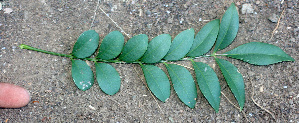  ( - BioBot01294)  @11 [ ] CreativeCommons - Attribution Non-Commercial Share-Alike (2010) Daniel H. Janzen Guanacaste Dry Forest Conservation Fund