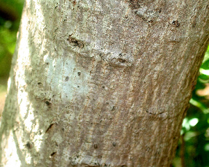  ( - BioBot01295)  @11 [ ] CreativeCommons - Attribution Non-Commercial Share-Alike (2010) Daniel H. Janzen Guanacaste Dry Forest Conservation Fund