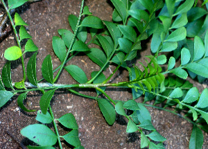  ( - BioBot01295)  @11 [ ] CreativeCommons - Attribution Non-Commercial Share-Alike (2010) Daniel H. Janzen Guanacaste Dry Forest Conservation Fund