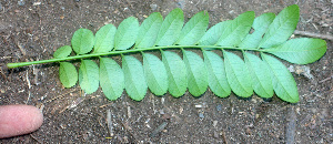 ( - BioBot01295)  @11 [ ] CreativeCommons - Attribution Non-Commercial Share-Alike (2010) Daniel H. Janzen Guanacaste Dry Forest Conservation Fund