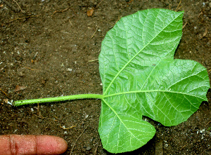  ( - BioBot01296)  @11 [ ] CreativeCommons - Attribution Non-Commercial Share-Alike (2010) Daniel H. Janzen Guanacaste Dry Forest Conservation Fund