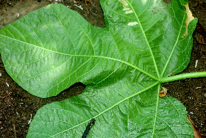  ( - BioBot01297)  @11 [ ] CreativeCommons - Attribution Non-Commercial Share-Alike (2010) Daniel H. Janzen Guanacaste Dry Forest Conservation Fund