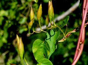  (Ipomoea pteripes - BioBot01299)  @11 [ ] CreativeCommons - Attribution Non-Commercial Share-Alike (2010) Daniel H. Janzen Guanacaste Dry Forest Conservation Fund