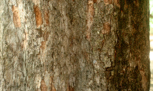  ( - BioBot01308)  @11 [ ] CreativeCommons - Attribution Non-Commercial Share-Alike (2010) Daniel H. Janzen Guanacaste Dry Forest Conservation Fund