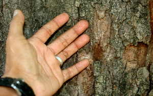  ( - BioBot01308)  @11 [ ] CreativeCommons - Attribution Non-Commercial Share-Alike (2010) Daniel H. Janzen Guanacaste Dry Forest Conservation Fund