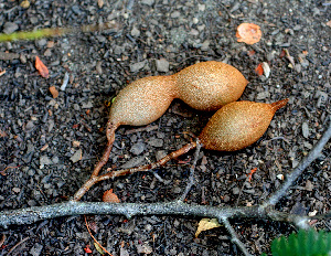  ( - BioBot01308)  @11 [ ] CreativeCommons - Attribution Non-Commercial Share-Alike (2010) Daniel H. Janzen Guanacaste Dry Forest Conservation Fund