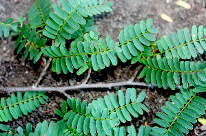  ( - BioBot01308)  @11 [ ] CreativeCommons - Attribution Non-Commercial Share-Alike (2010) Daniel H. Janzen Guanacaste Dry Forest Conservation Fund