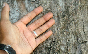  ( - BioBot01309)  @11 [ ] CreativeCommons - Attribution Non-Commercial Share-Alike (2010) Daniel H. Janzen Guanacaste Dry Forest Conservation Fund