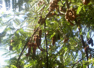  ( - BioBot01309)  @11 [ ] CreativeCommons - Attribution Non-Commercial Share-Alike (2010) Daniel H. Janzen Guanacaste Dry Forest Conservation Fund