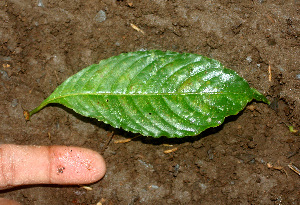  ( - BioBot01325)  @11 [ ] CreativeCommons - Attribution Non-Commercial Share-Alike (2010) Daniel H. Janzen Guanacaste Dry Forest Conservation Fund