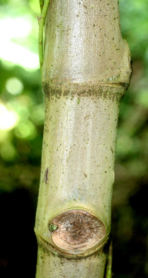  ( - BioBot01334)  @11 [ ] CreativeCommons - Attribution Non-Commercial Share-Alike (2010) Daniel H. Janzen Guanacaste Dry Forest Conservation Fund