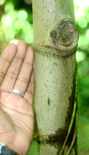  ( - BioBot01334)  @11 [ ] CreativeCommons - Attribution Non-Commercial Share-Alike (2010) Daniel H. Janzen Guanacaste Dry Forest Conservation Fund