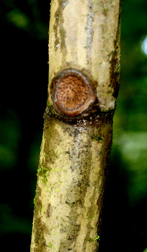  ( - BioBot01335)  @11 [ ] CreativeCommons - Attribution Non-Commercial Share-Alike (2010) Daniel H. Janzen Guanacaste Dry Forest Conservation Fund