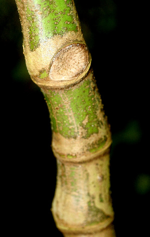  ( - BioBot01336)  @11 [ ] CreativeCommons - Attribution Non-Commercial Share-Alike (2010) Daniel H. Janzen Guanacaste Dry Forest Conservation Fund