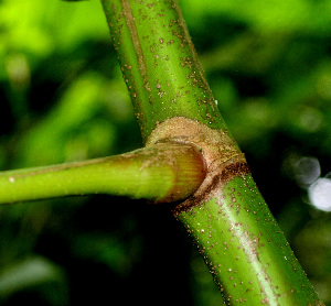  ( - BioBot01336)  @11 [ ] CreativeCommons - Attribution Non-Commercial Share-Alike (2010) Daniel H. Janzen Guanacaste Dry Forest Conservation Fund