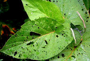  ( - BioBot01336)  @11 [ ] CreativeCommons - Attribution Non-Commercial Share-Alike (2010) Daniel H. Janzen Guanacaste Dry Forest Conservation Fund