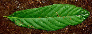  ( - BioBot01337)  @11 [ ] CreativeCommons - Attribution Non-Commercial Share-Alike (2010) Daniel H. Janzen Guanacaste Dry Forest Conservation Fund