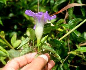  ( - BioBot01340)  @11 [ ] CreativeCommons - Attribution Non-Commercial Share-Alike (2010) Daniel H. Janzen Guanacaste Dry Forest Conservation Fund
