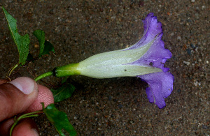  (Ipomoea lindelii - BioBot01340)  @11 [ ] CreativeCommons - Attribution Non-Commercial Share-Alike (2010) Daniel H. Janzen Guanacaste Dry Forest Conservation Fund