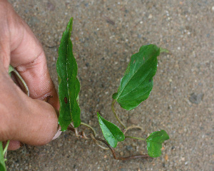  ( - BioBot01340)  @11 [ ] CreativeCommons - Attribution Non-Commercial Share-Alike (2010) Daniel H. Janzen Guanacaste Dry Forest Conservation Fund