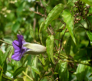  ( - BioBot01341)  @11 [ ] CreativeCommons - Attribution Non-Commercial Share-Alike (2010) Daniel H. Janzen Guanacaste Dry Forest Conservation Fund