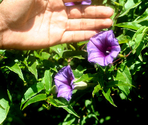  ( - BioBot01342)  @11 [ ] CreativeCommons - Attribution Non-Commercial Share-Alike (2010) Daniel H. Janzen Guanacaste Dry Forest Conservation Fund